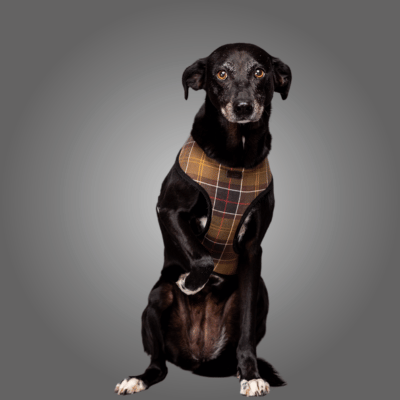 TEAM Luna Kärnten Solar Bürohund & Leckerli-Management