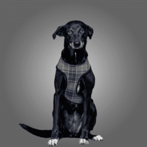 TEAM Luna Kärnten Solar Bürohund & Leckerli-Management